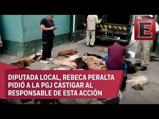 Piden castigo por matanza de perros en Tláhuac
