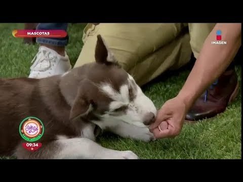 ¿Cómo ocupar el clicker con tu perro para que funcione? | Sale el Sol