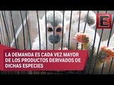 El tráfico de animales, la tercera actividad ilícita más redituable a nivel mundial