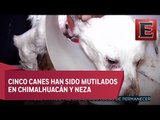 Mutilan a perros en Edomex que podrían ser usados en rituales