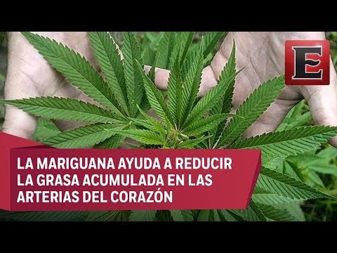 Marihuana para tratamiento de enfermedades cardiovasculares