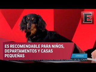 Animal...Es: Perro Salchicha