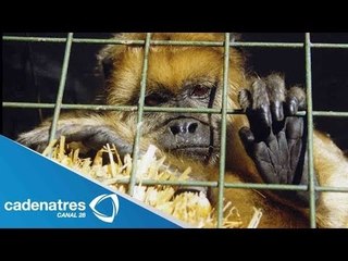 Kate del Castillo pide a los circos que no usen animales en sus actos / PETA