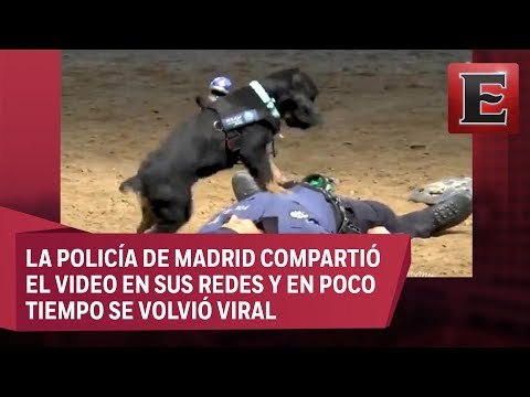 Poncho, el perro que salva vidas con reanimación cardiopulmonar