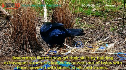 Top 10 Animals With The Most Unusual Mating Tactics - Pufferfish, Snake, Anglerfish,