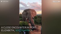 Tourists come face-to-face with massive elephant