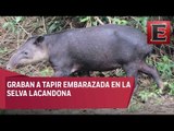 Capta Conanp ejemplar de tapir en la reserva Montes Azules