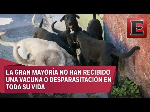 México es el país de América Latina con mayor número de perros callejeros