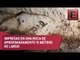 Hallan pinturas rupestres mayas en cueva de Yucatán