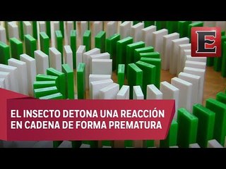 Mosca derriba ficha de dominó y frustra récord mundial