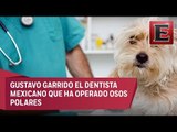 El dentista mexicano que operado desde perros hasta osos polares