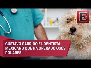 El dentista mexicano que operado desde perros hasta osos polares