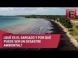 Punto y coma: El sargazo en el Caribe Mexicano