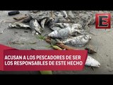 Aparecen cientos de peces muertos en playa de Boca del Río, Veracruz