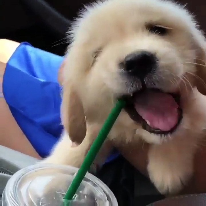 my golden likes to drink Orange Juice