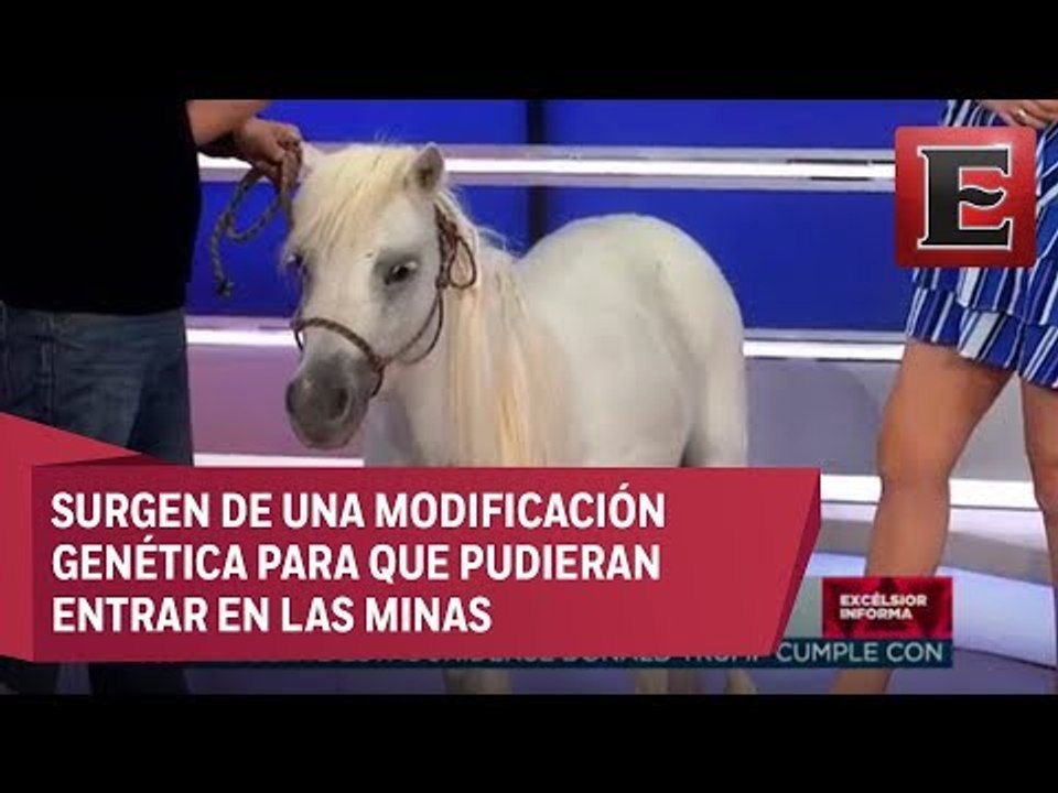Animal...es: Caballo miniatura