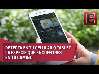 Natutalista, la app para aprender de plantas y animales