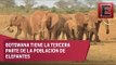 Cambio Climático: Asesinato de elefantes en Botswana