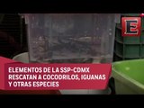 Aseguran varios reptiles en mercado de la colonia Morelos