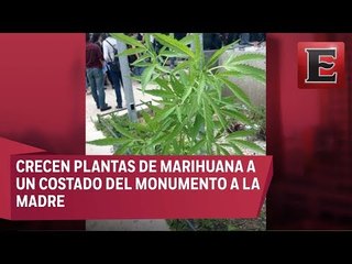 Breves Metropolitanas: Hallan plantas de marihuana a un costado del Monumento a la Madre