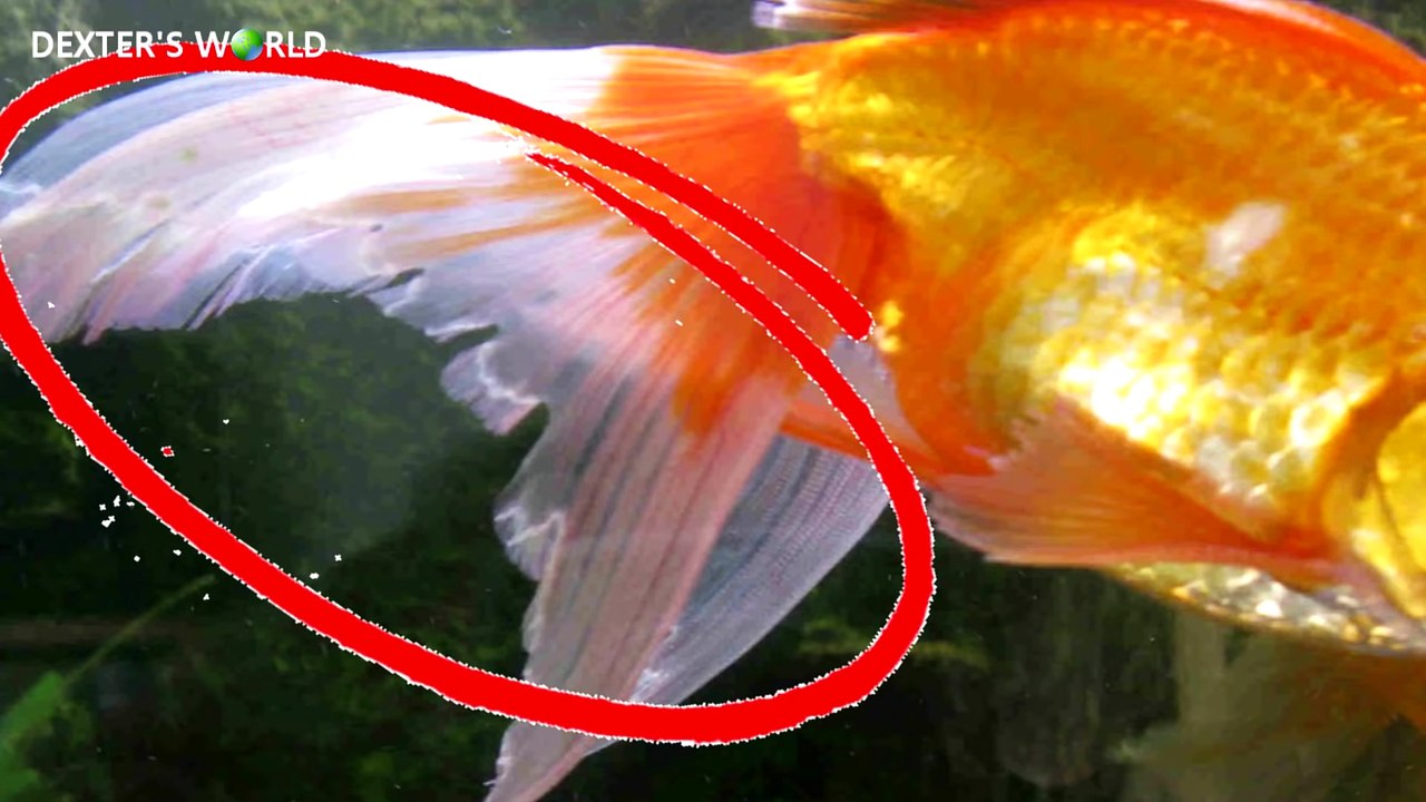 How to ELIMINATE fish lice using.......