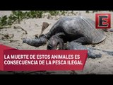 Oaxaca, cementerio de tortugas marinas (Parte 2)