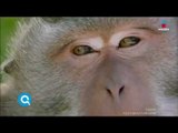 Los monos en Tailandia roban y extorsionan a turistas | Qué Importa