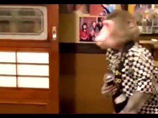 Monos meseros en Japón | Noticias con Yuriria Sierra