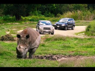 Vacacionando en...Africam Safari | Noticias con Francisco Zea