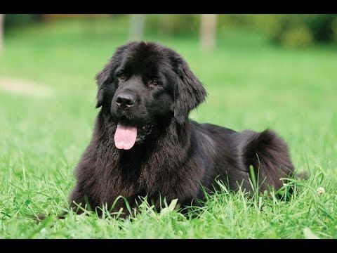 Pulgas portadoras de la peste están donde menos lo esperas | Noticias con Yuriria Sierra