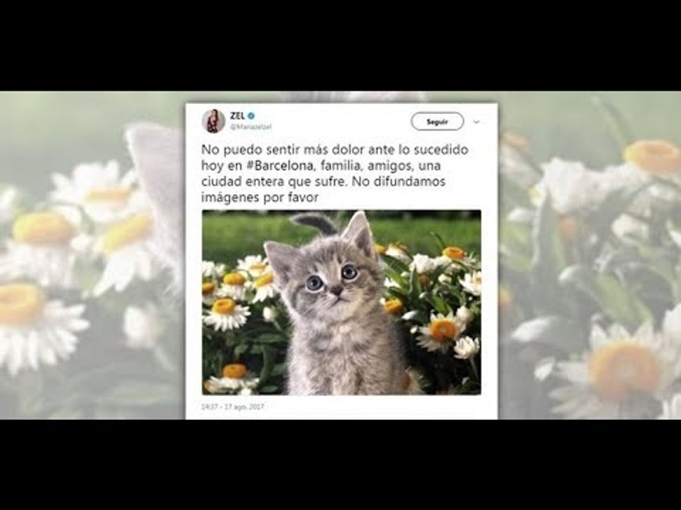 Redes sociales se llenan de gatos por atentado...
