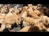 Verdaderos héroes rescatan a perros de un criadero clandestino | Noticias con Francisco Zea