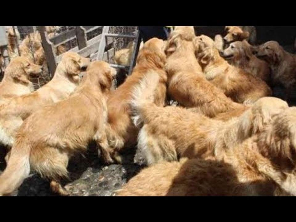 Verdaderos héroes rescatan a perros de un criadero clandestino | Noticias con Francisco Zea