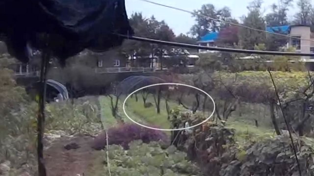 도봉구 농장에 멧돼지떼 출몰...5마리 사살 / YTN