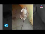 Este perro levanta las dos patas para orinar | Qué Importa