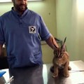 The Act Aggression of Caracal When Being Vaccinated