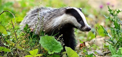 TalkRadio with Paul Ross 5Oct18 - National Badger Day