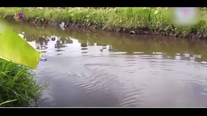 The Amazing Fishing Scene So Easy By Technology Era 4.0