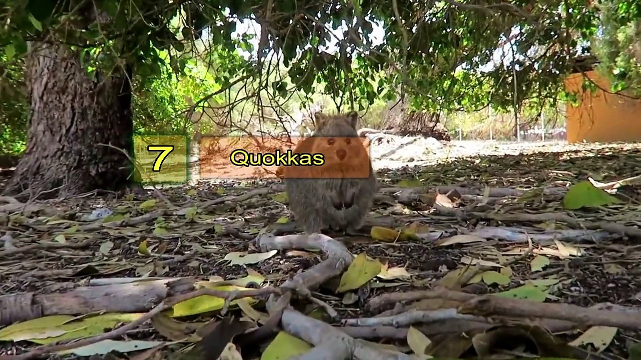 10 Most Unique Australian Animals You Won’t Believe Actually Exist