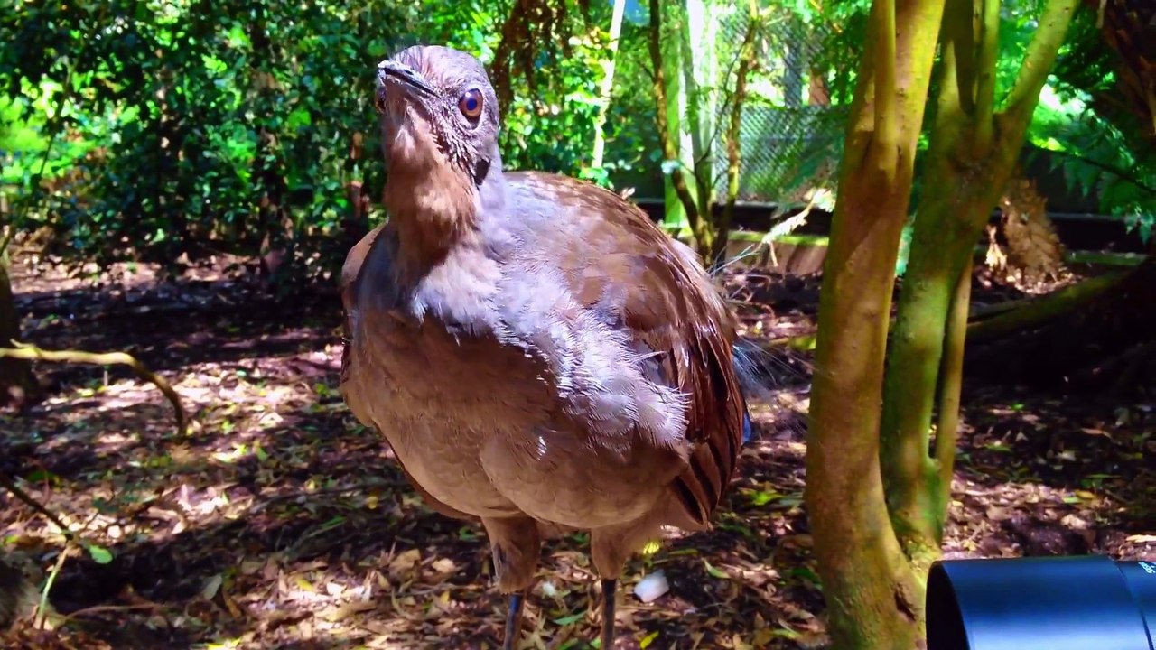 amazing Lyrebird can Mimics Chainsaw, Car Alarm any sound in the world  You Won’t Believe Exist