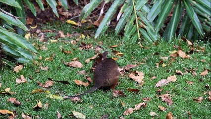 Australia wildlife - Wallaby fight