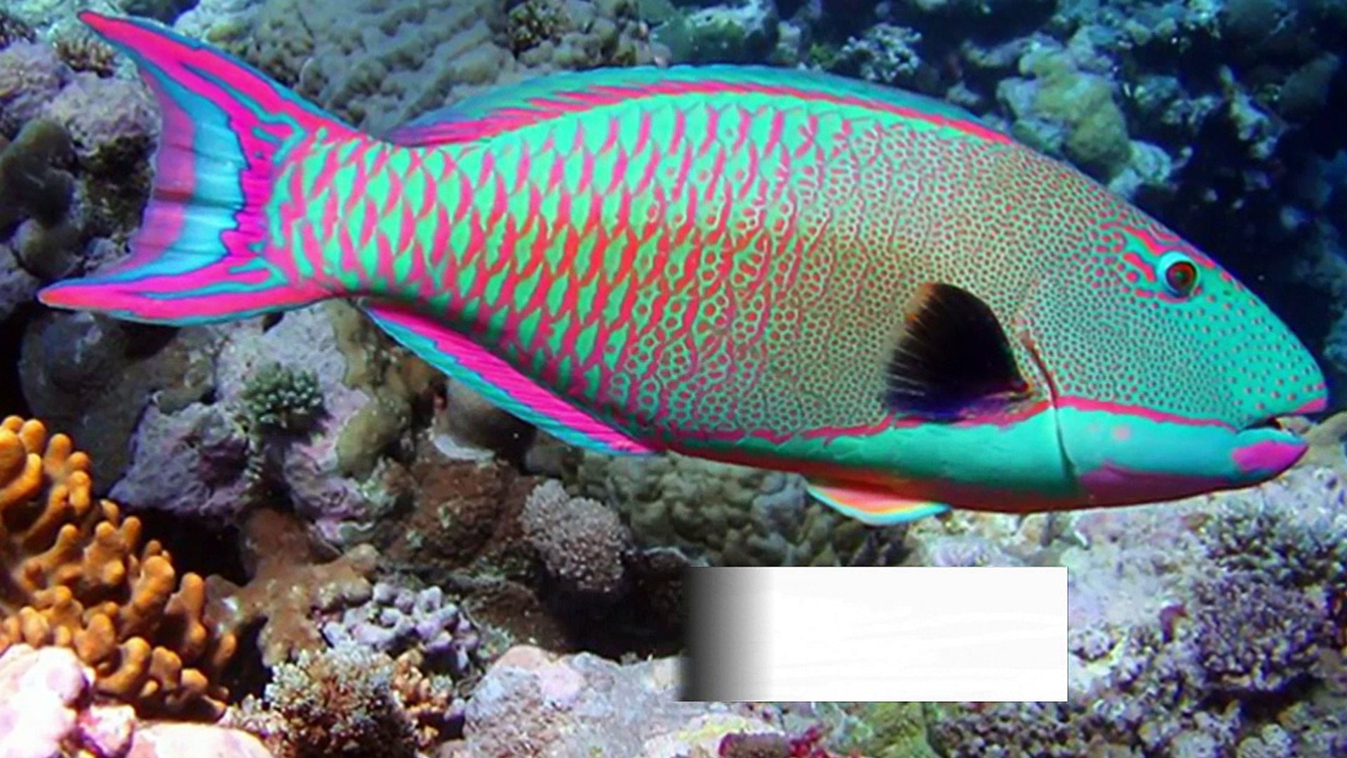most beautiful fish in the world - video Dailymotion