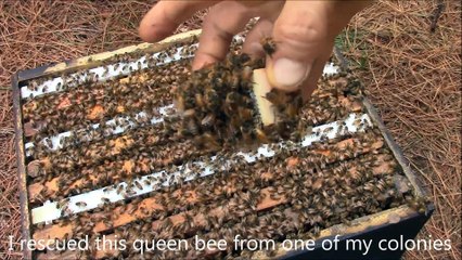Il nous fait écouter la reine des abeilles qui chante dans sa cage... Incroyable