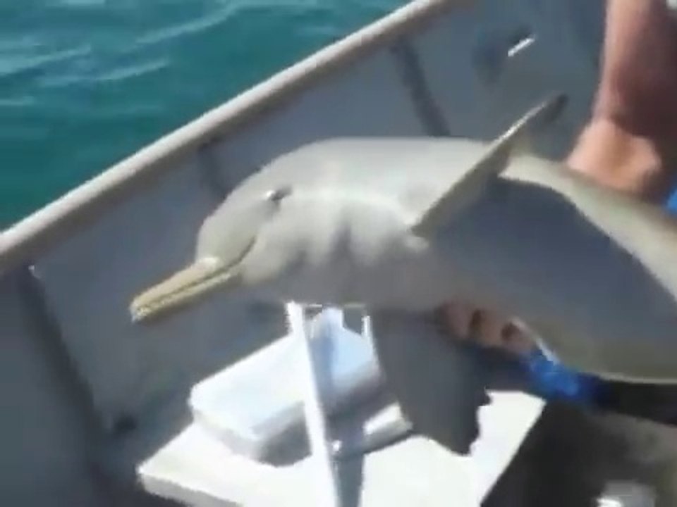 Ces pecheurs sauvent un bébé dauphin coincé dans un sac plastique et il va les en remercier à sa façon