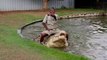 Ce dresseur chevauche son crocodile énorme - parc de Port Moresby