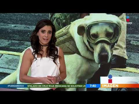 ¡Los perros que están rescatando mexicanos! | Noticias con Francisco Zea