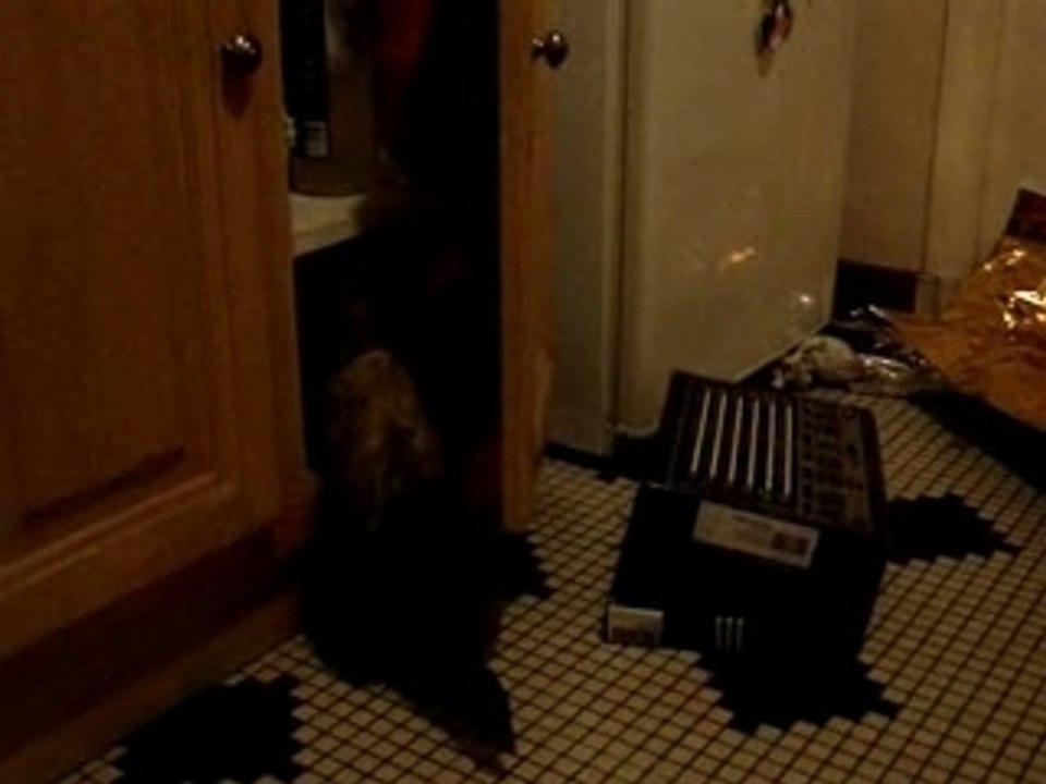 Linux le Furet et okumé le Chat