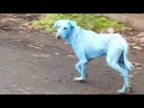 Aparecen perros azules en India | Noticias con Francisco Zea