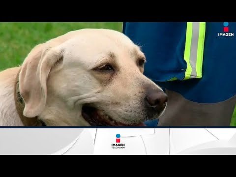 Frida no sólo rescata ¡dará clases a otros perros! | Noticias con Yuriria Sierra