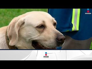 Frida no sólo rescata ¡dará clases a otros perros! | Noticias con Yuriria Sierra